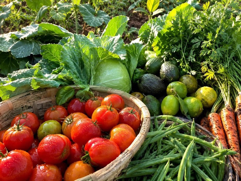 Tomates, chou, avocats, citrons verts, haricots verts et carottes tout juste récoltés